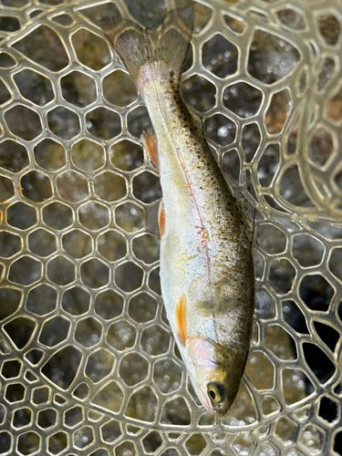 ニジマスの釣果