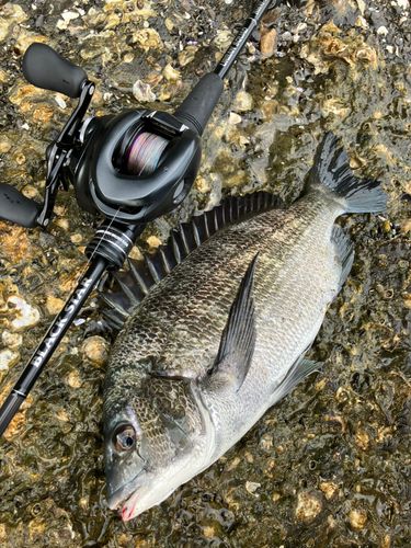 クロダイの釣果