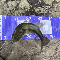 ラージマウスバス