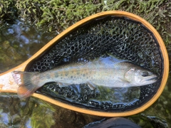 ヤマメの釣果