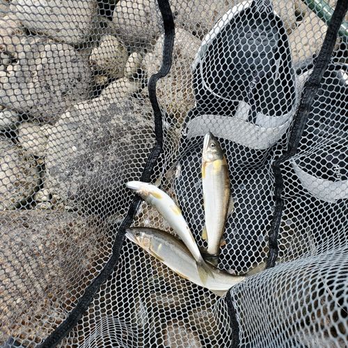 アユの釣果