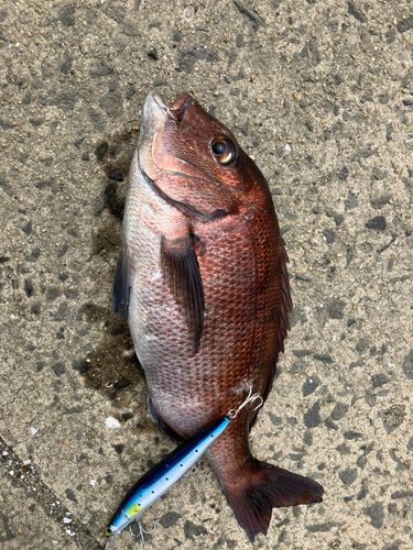 タイの釣果