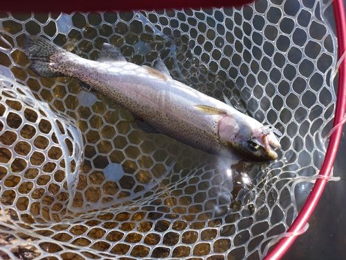 トラウトの釣果