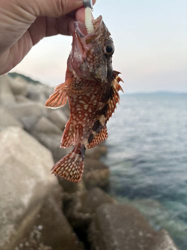 カサゴの釣果