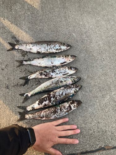 ニシンの釣果