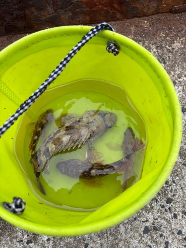 アラカブの釣果
