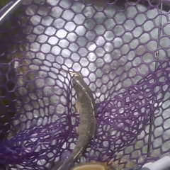 イワナの釣果