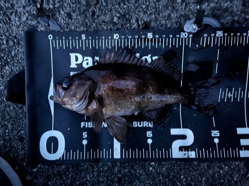 メバルの釣果