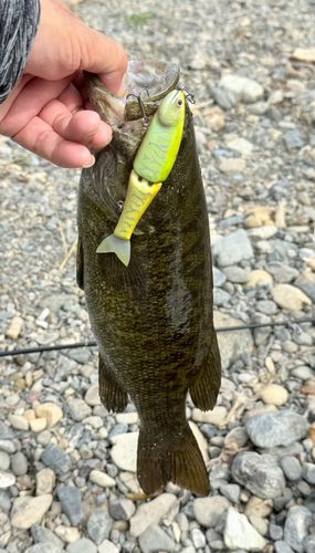 スモールマウスバスの釣果