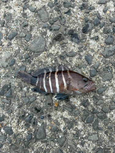 アオハタの釣果