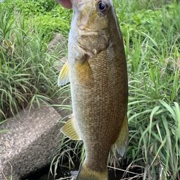 スモールマウスバス