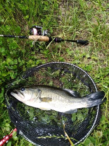 ブラックバスの釣果
