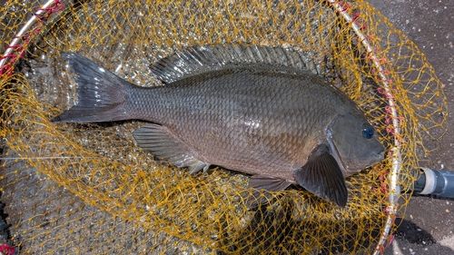 クロの釣果