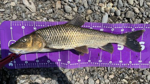 ニゴイの釣果