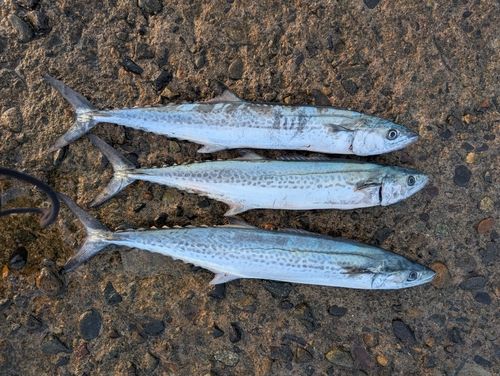 サゴシの釣果