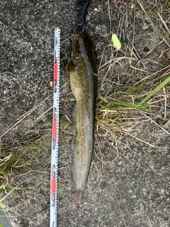 ナマズの釣果