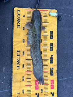 ナマズの釣果