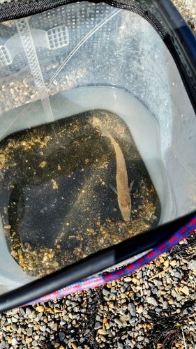 シロギスの釣果