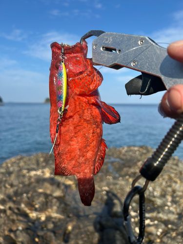 ニジハタの釣果