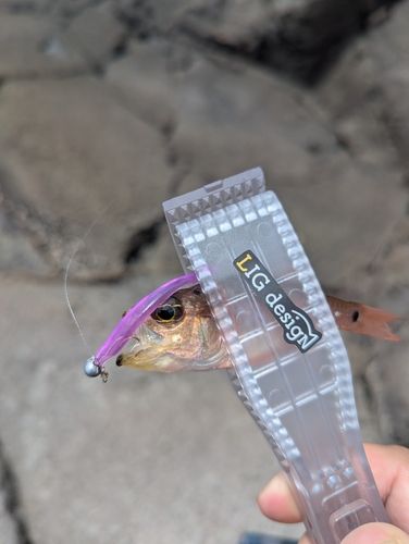 ネンブツダイの釣果