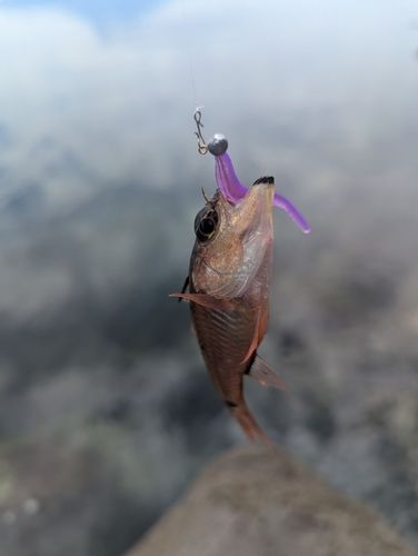 ネンブツダイの釣果