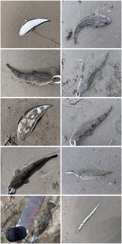 ヒラメの釣果