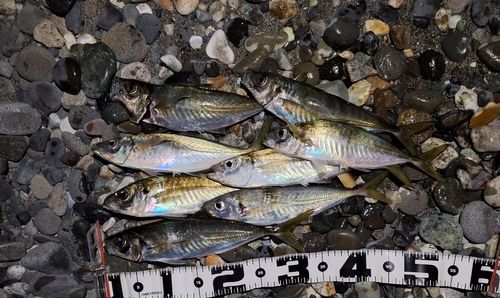アジの釣果