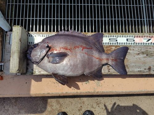 イシダイの釣果