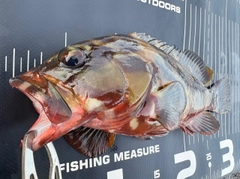 アカハタの釣果