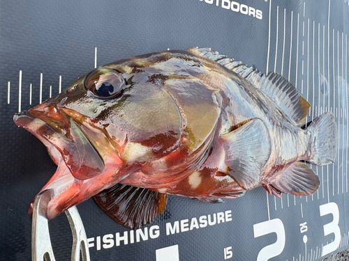 アカハタの釣果