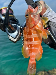 アカハタの釣果