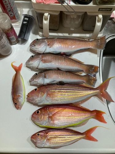 アマダイの釣果