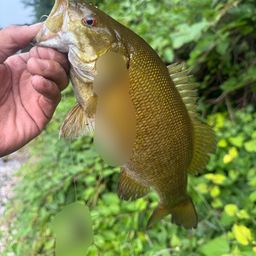 スモールマウスバス