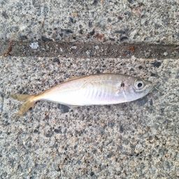 アジ