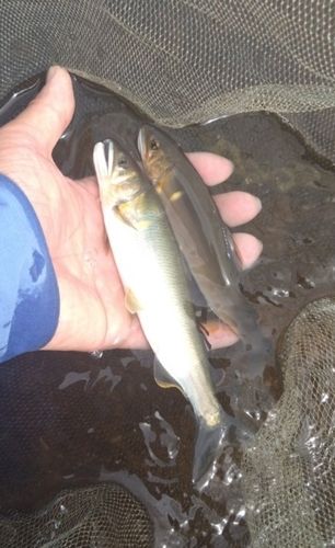 アユの釣果