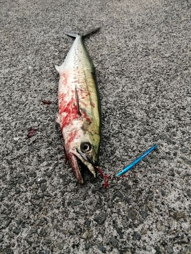 サゴシの釣果