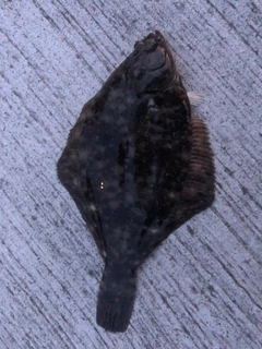 マコガレイの釣果