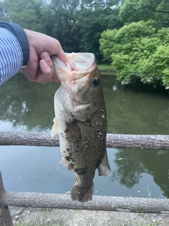 ラージマウスバスの釣果