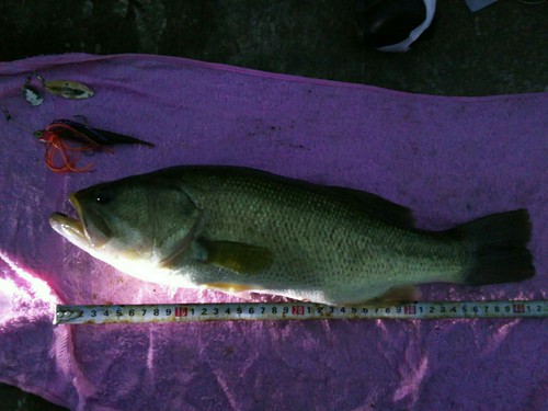 ブラックバスの釣果