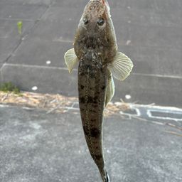 マゴチ