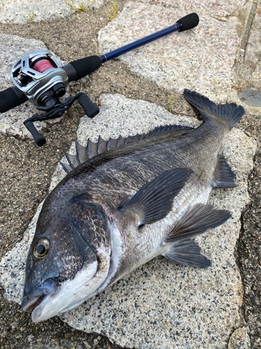 チヌの釣果