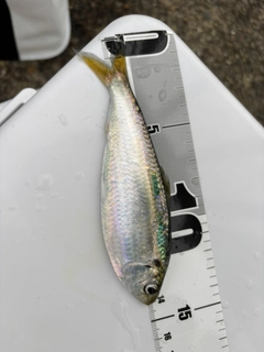 サッパの釣果