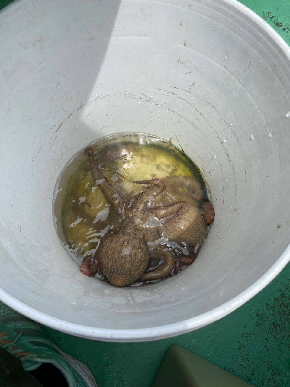 めいさなさんの釣果 2枚目の画像