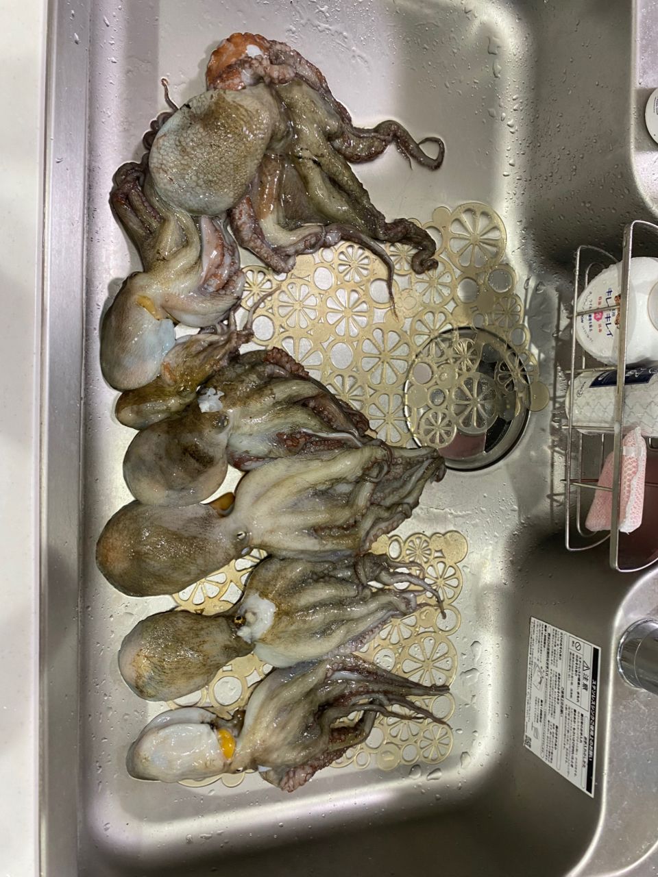 めいさなさんの釣果 3枚目の画像