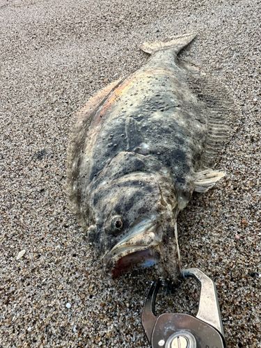 ヒラメの釣果