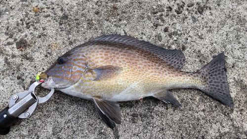 コロダイの釣果