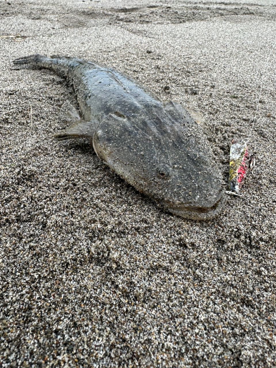 マゴチ
