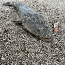 マゴチ