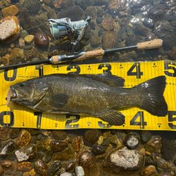 スモールマウスバス