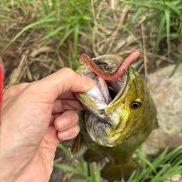 スモールマウスバス